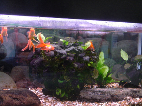 一人一魚計劃是要每位同學帶魚回來,做成校園水族箱 一人一魚計劃是要每位同學帶魚回來,做成校園水族箱
