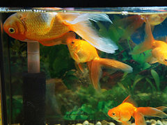 其他魚都死了,我的石頭魚下場會變成怎樣呢? 其他魚都死了,我的石頭魚下場會變成怎樣呢?